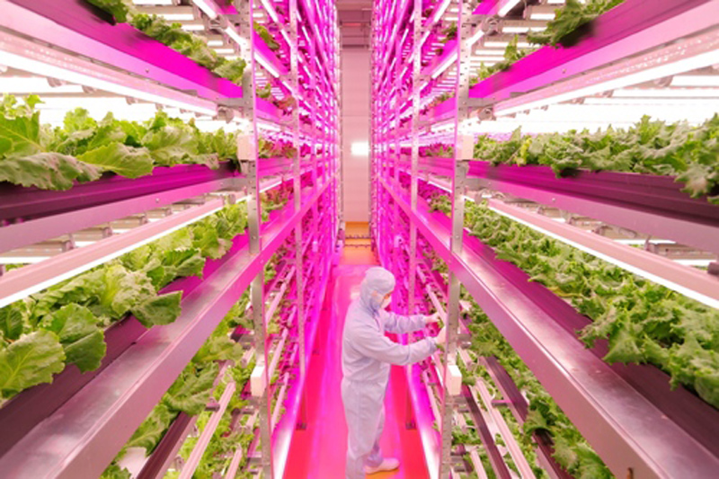 Japan，led，Vertical farm，maximum，Crop harvest，