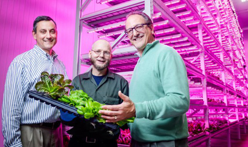 Japan，led，Vertical farm，maximum，Crop harvest，