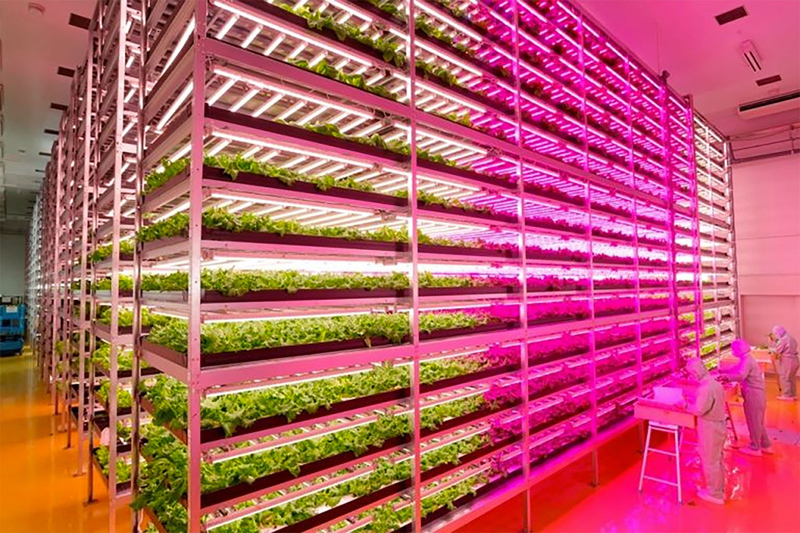 Japan，led，Vertical farm，maximum，Crop harvest，