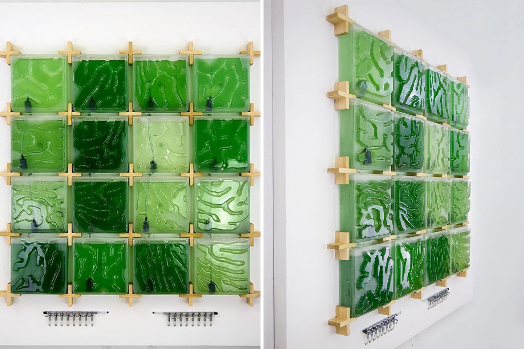 Indoor microalgae farm，The Coral，Coral reef，