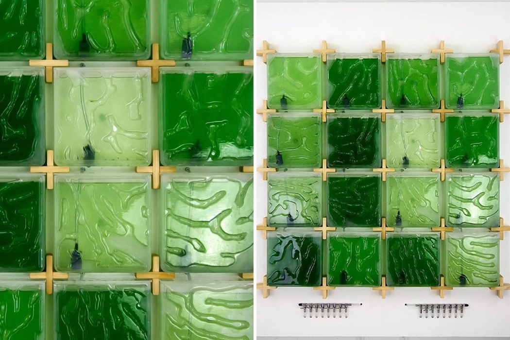 Indoor microalgae farm，The Coral，Coral reef，