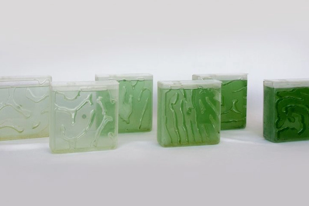 Indoor microalgae farm，The Coral，Coral reef，