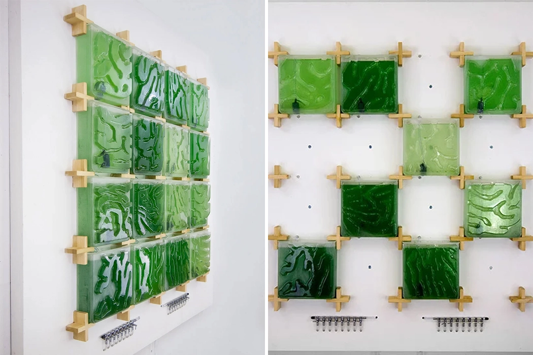 Indoor microalgae farm，The Coral，Coral reef，