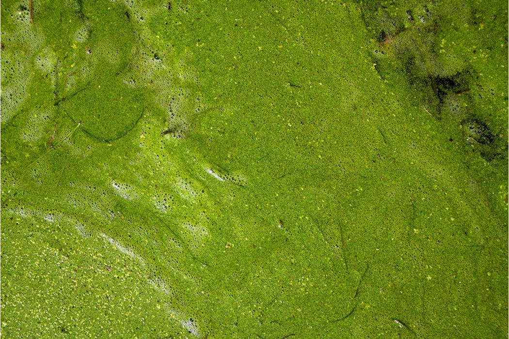 Indoor microalgae farm，The Coral，Coral reef，