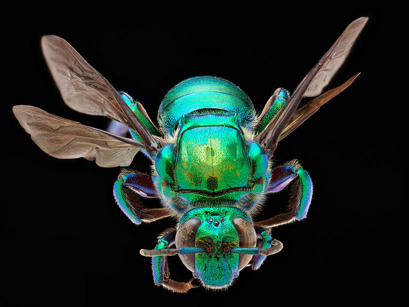Switzerland，alpa，ALPA，105mm，insect，
