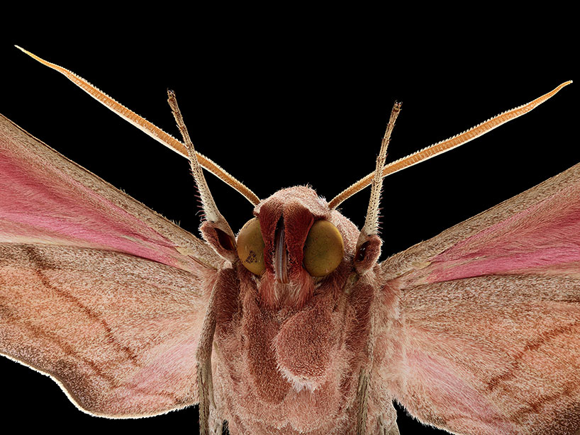 Switzerland，alpa，ALPA，105mm，insect，