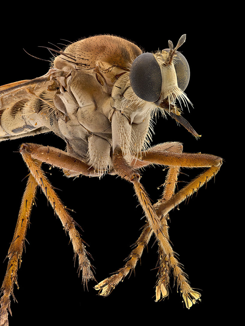 Switzerland，alpa，ALPA，105mm，insect，