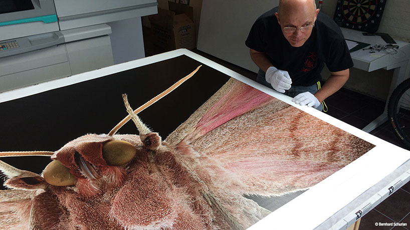 Switzerland，alpa，ALPA，105mm，insect，