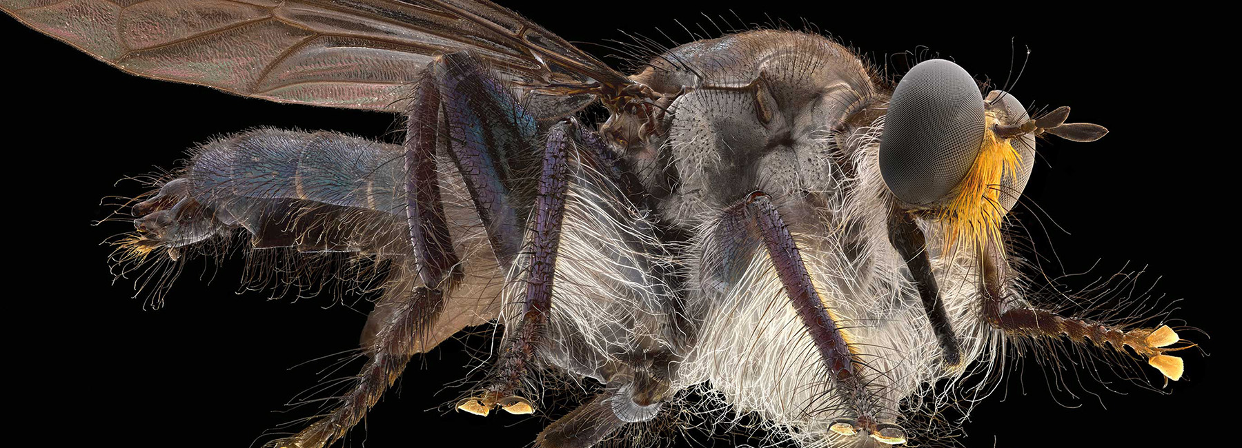 Switzerland，alpa，ALPA，105mm，insect，