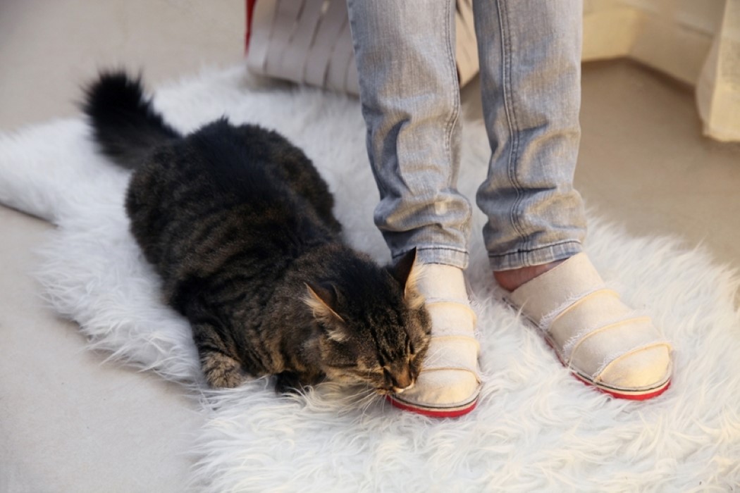 cat，furniture，stool，Pets，
