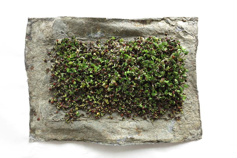 agricultural system ，Bean sprouts，intelligence，Malgorzate，