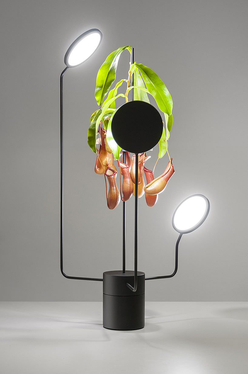 lighting，watering，Desk lamp，Botany，