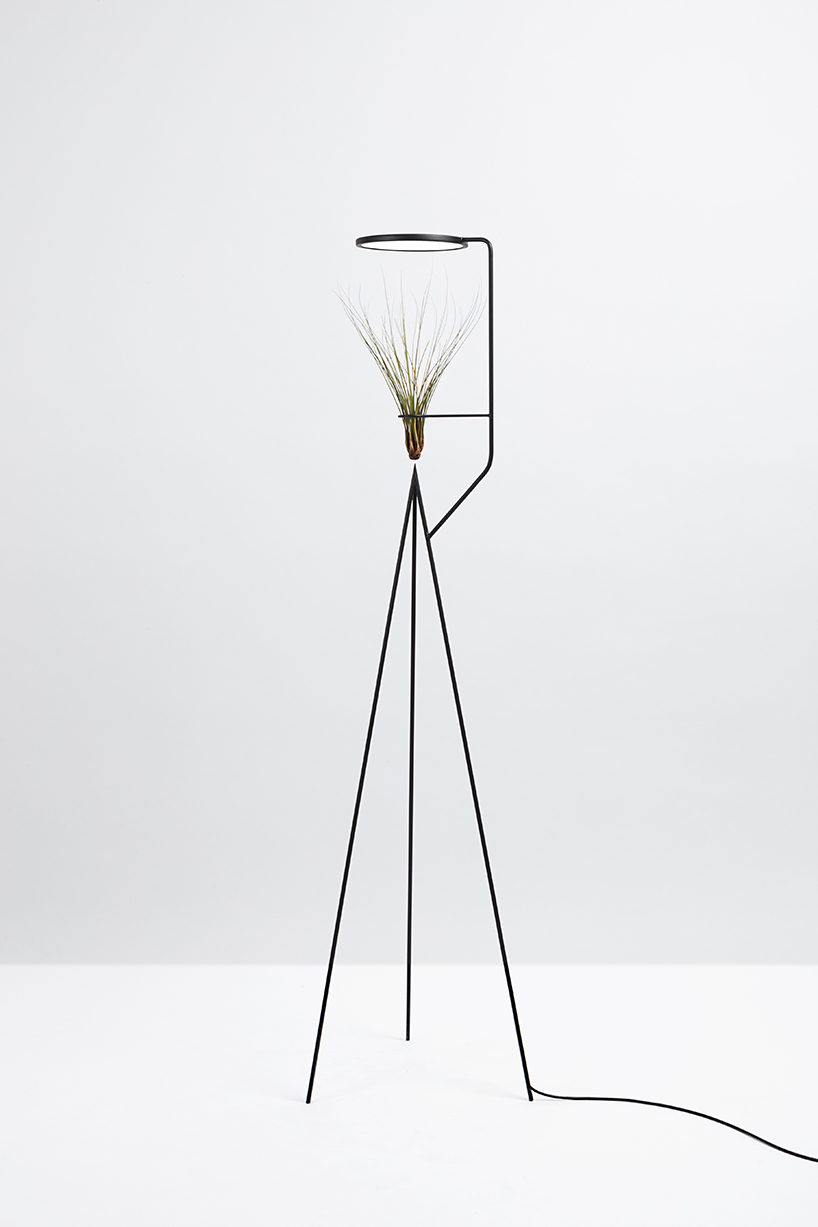lighting，watering，Desk lamp，Botany，