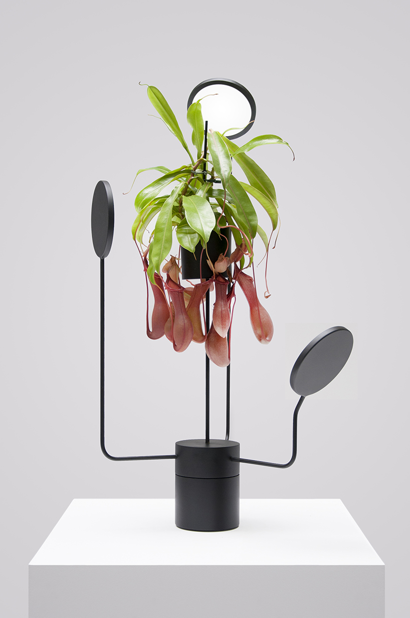 lighting，watering，Desk lamp，Botany，