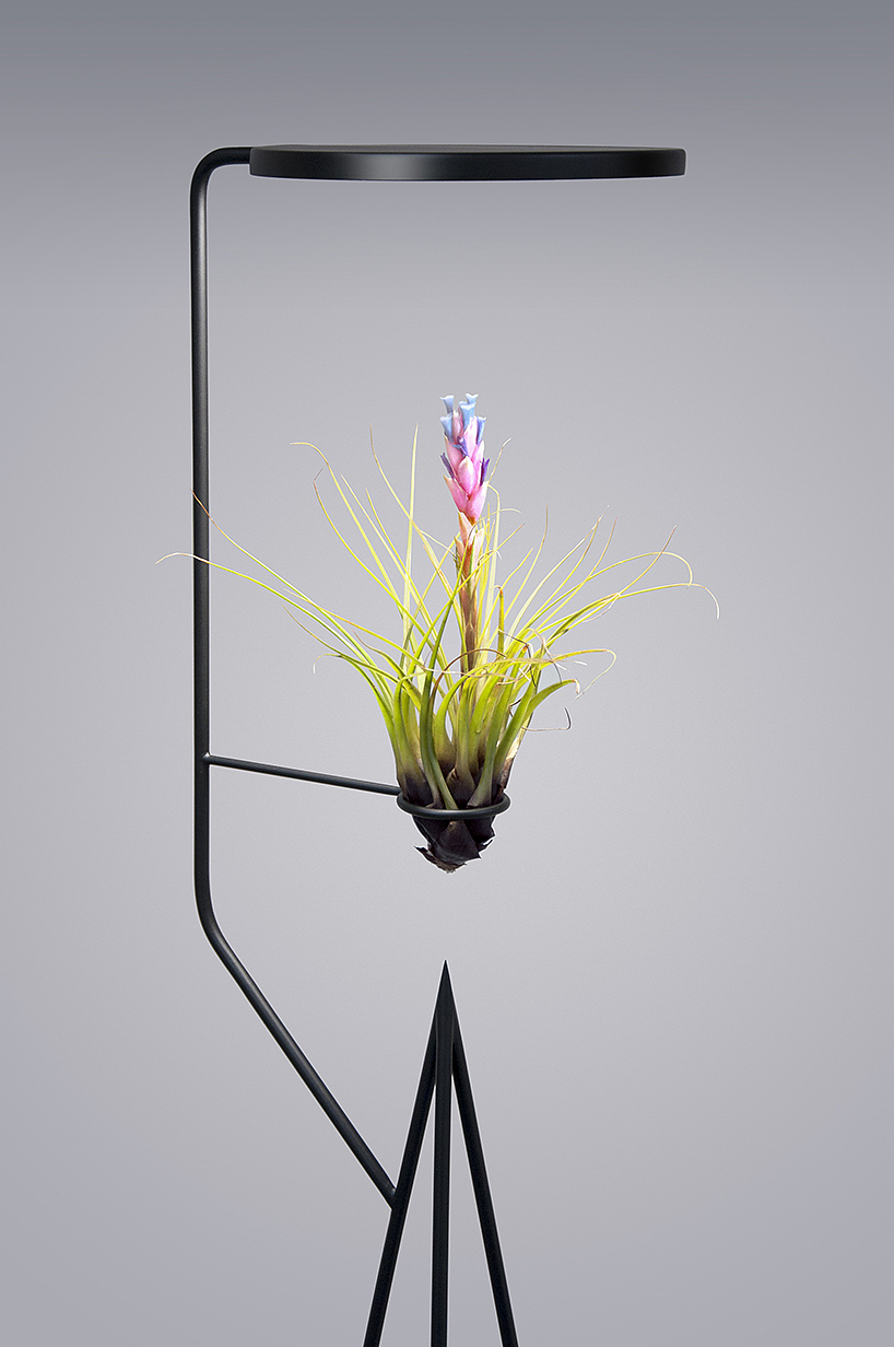 lighting，watering，Desk lamp，Botany，