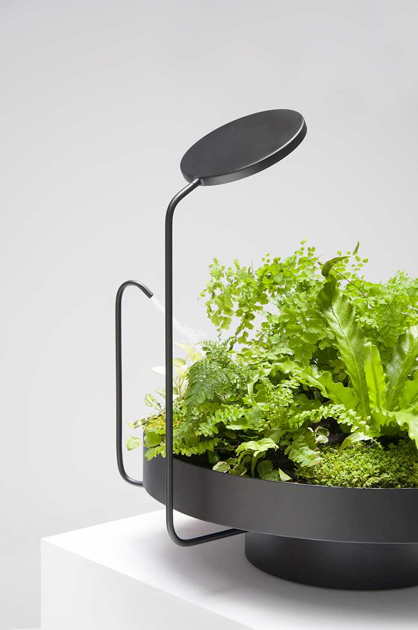 lighting，watering，Desk lamp，Botany，