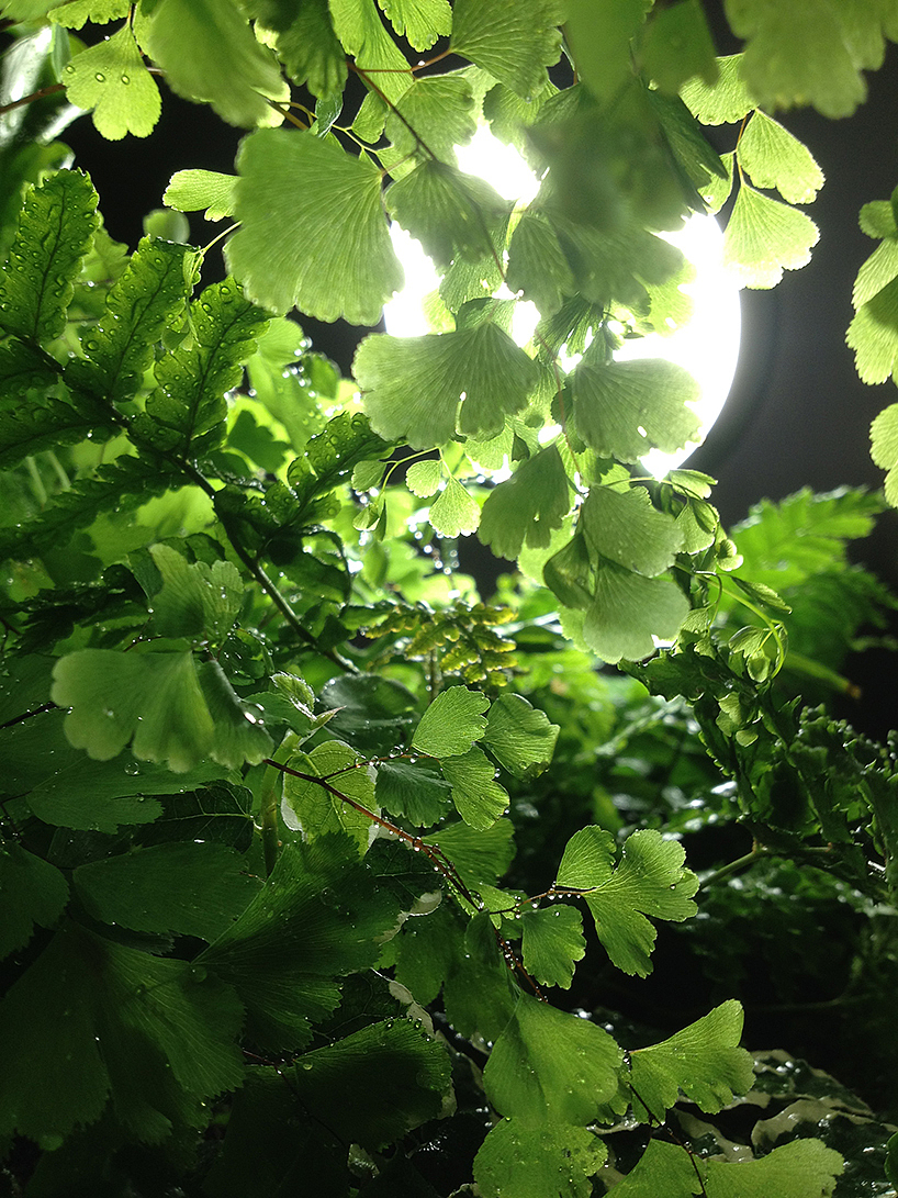 lighting，watering，Desk lamp，Botany，