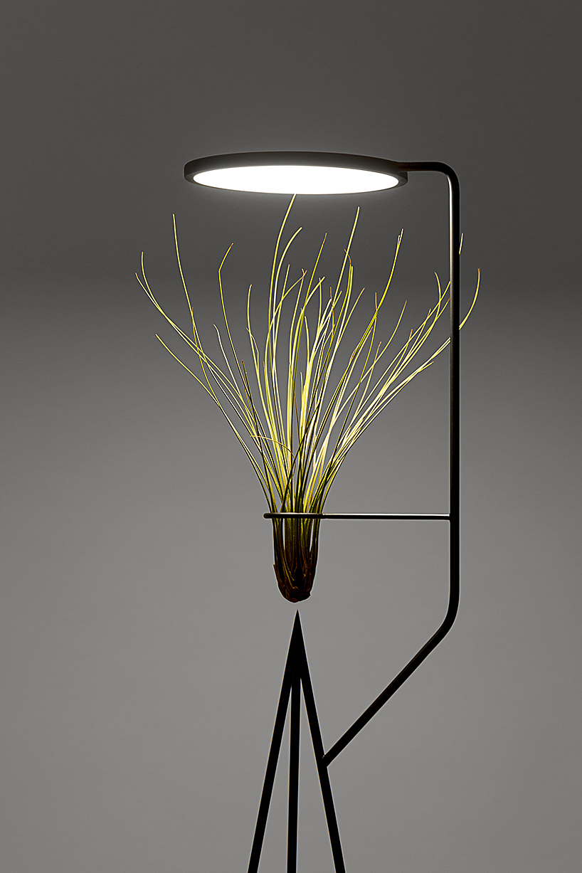 lighting，watering，Desk lamp，Botany，