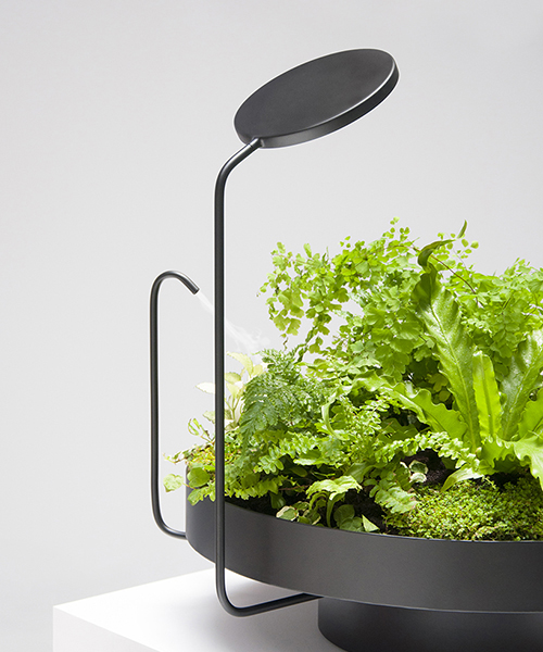 lighting，watering，Desk lamp，Botany，