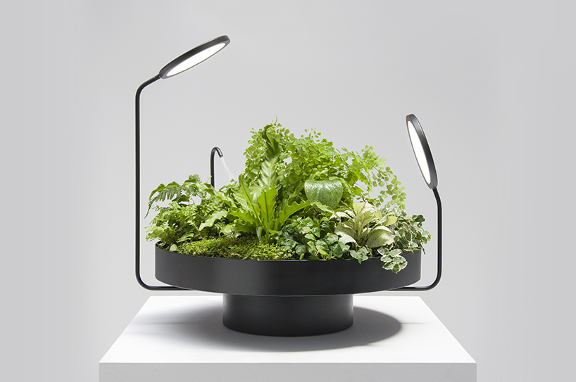 lighting，watering，Desk lamp，Botany，