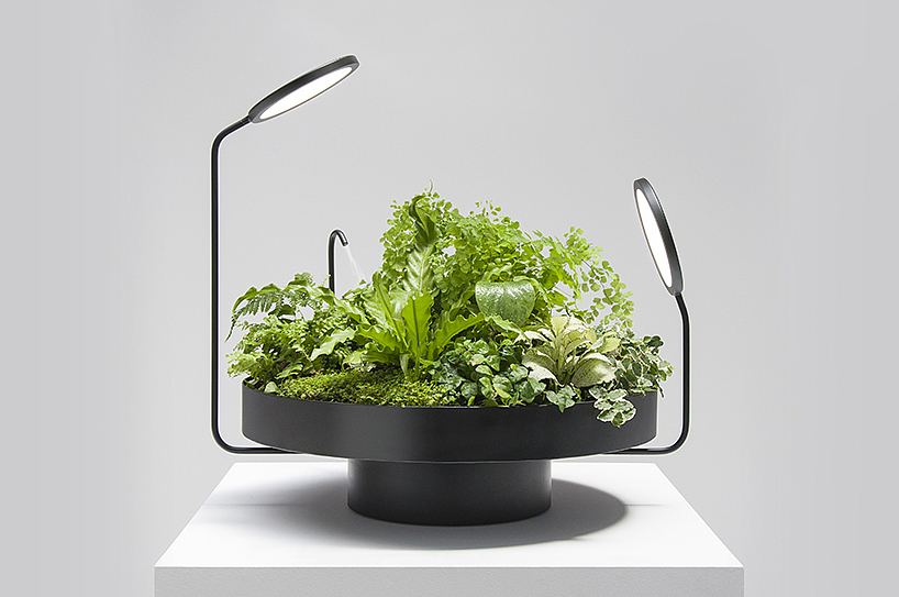 lighting，watering，Desk lamp，Botany，