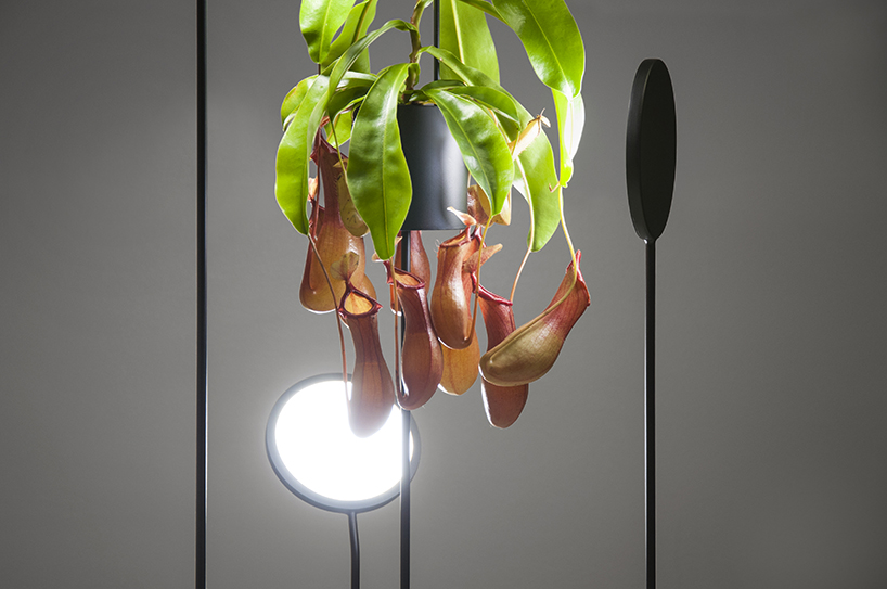 lighting，watering，Desk lamp，Botany，