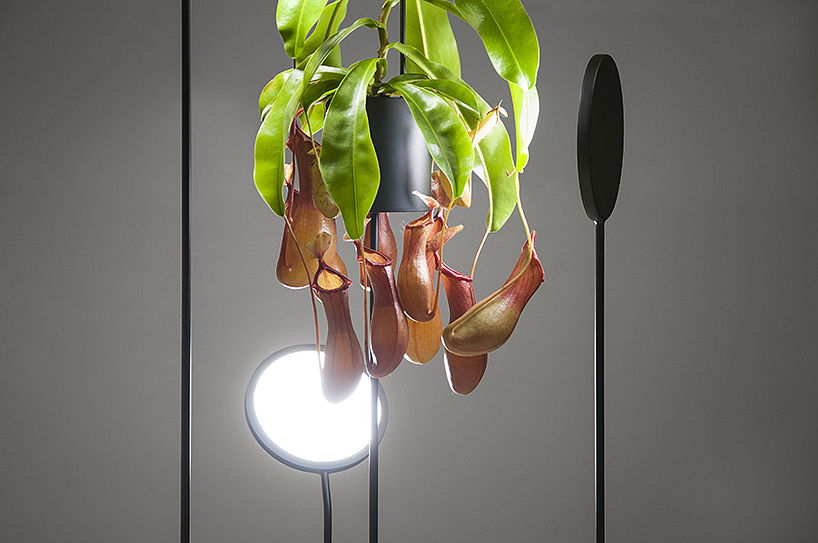 lighting，watering，Desk lamp，Botany，