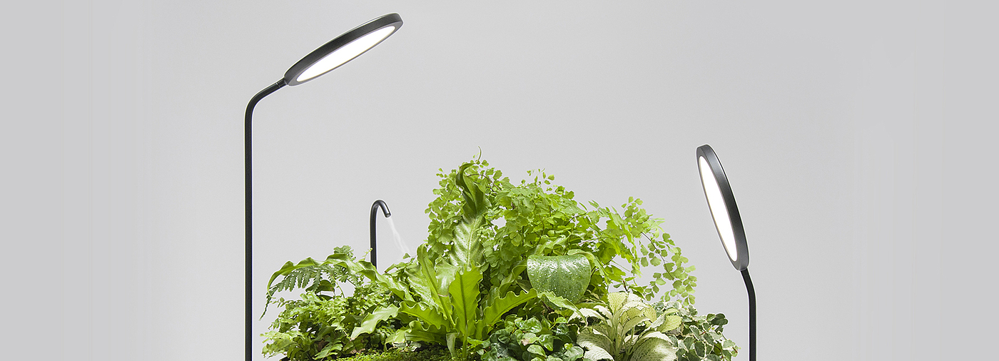 lighting，watering，Desk lamp，Botany，