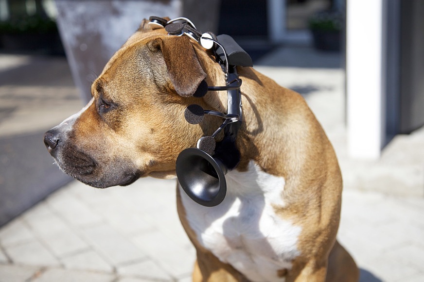 Pets，Wearable，Digital intelligence，Electronics，