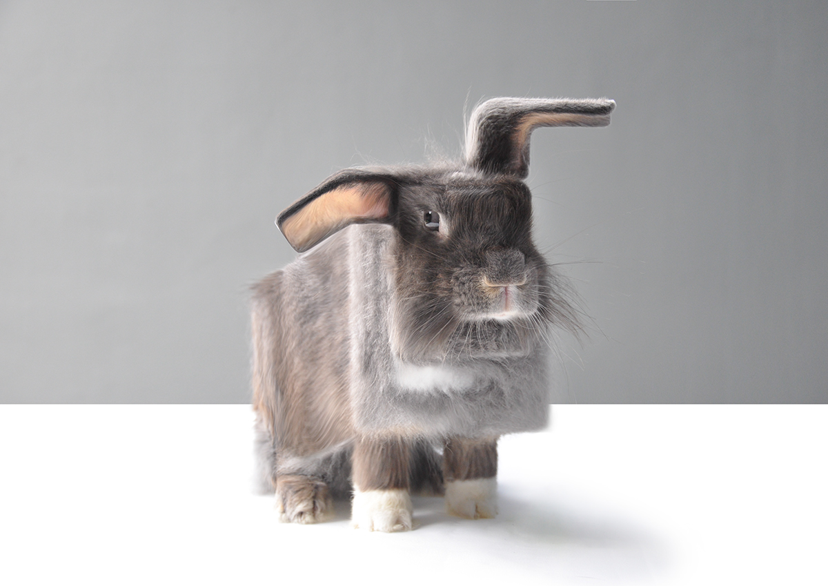 ps，interest，animal，Digital art，