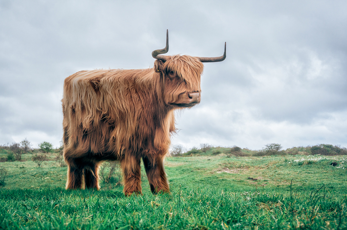 ps，interest，animal，Digital art，