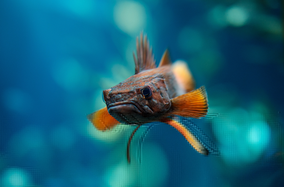 ps，interest，animal，Digital art，