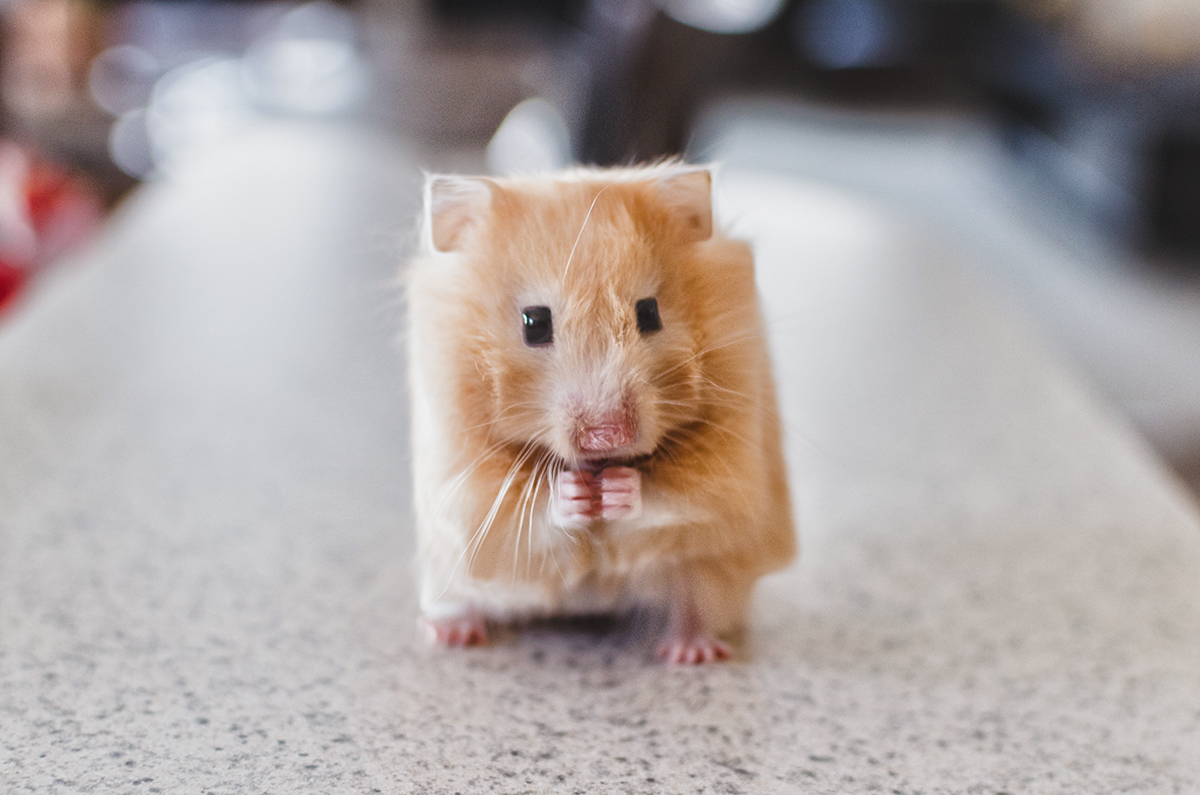 ps，interest，animal，Digital art，