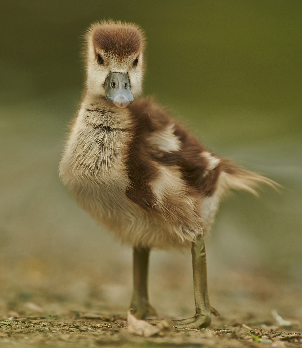 ps，interest，animal，Digital art，