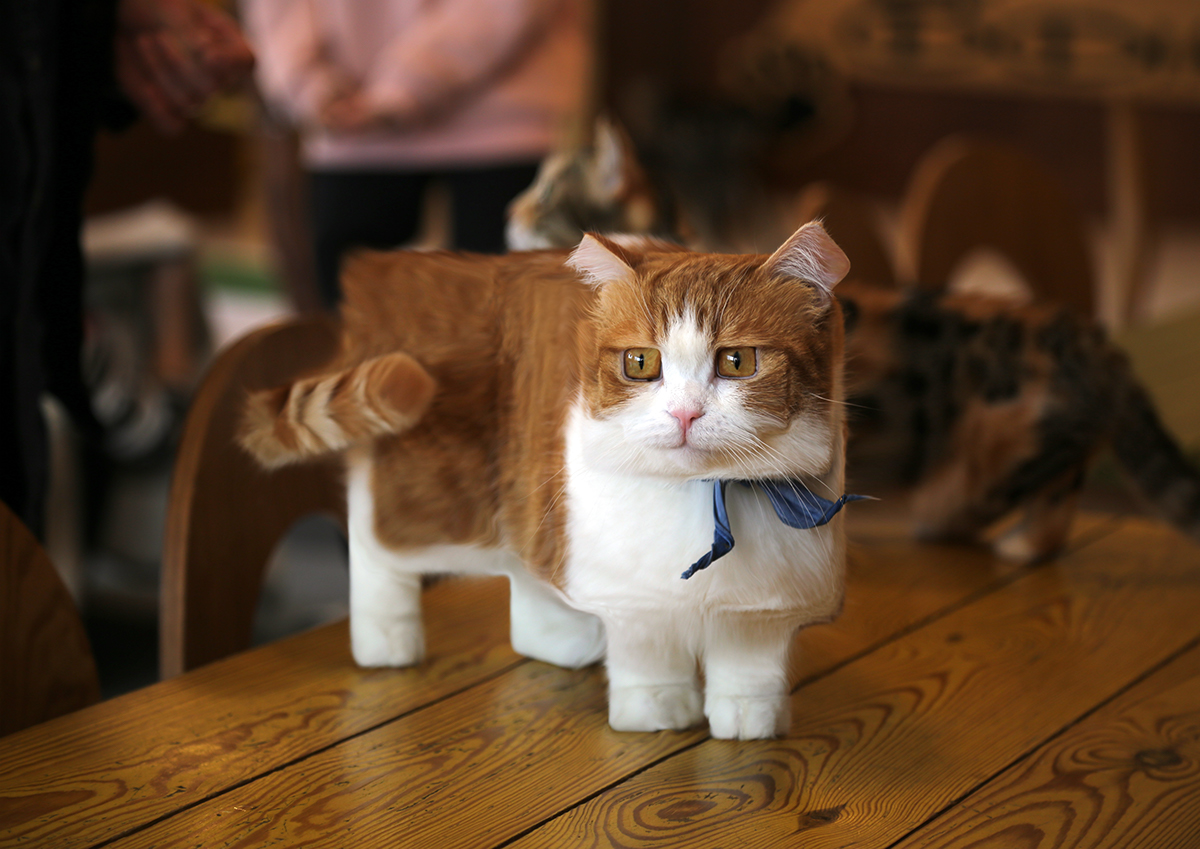 ps，interest，animal，Digital art，