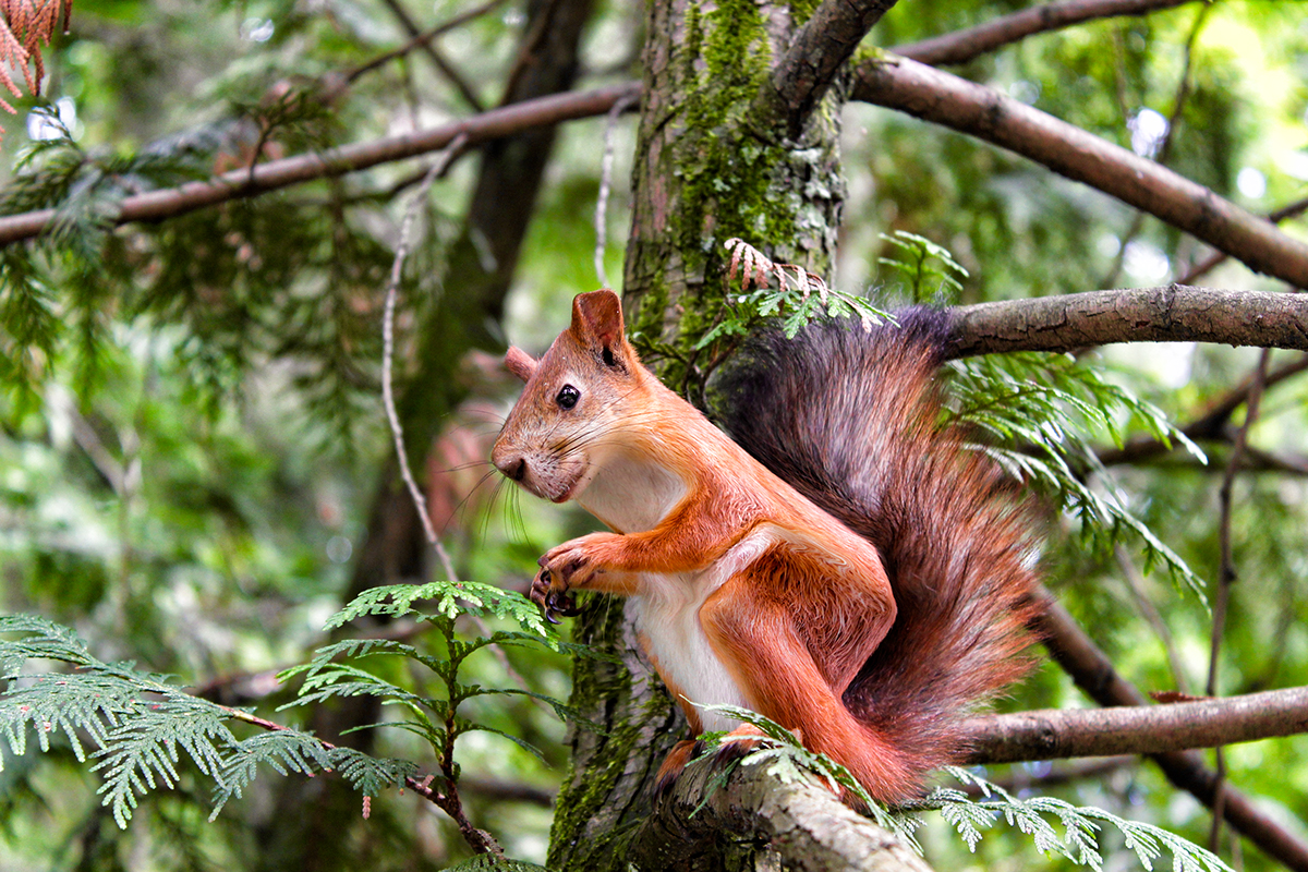 ps，interest，animal，Digital art，