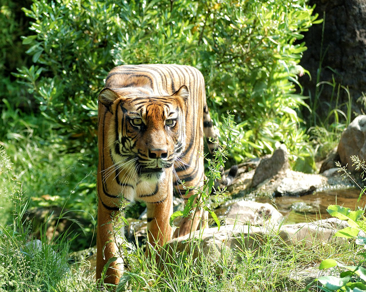 ps，interest，animal，Digital art，