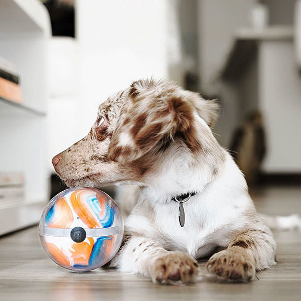 intelligent control，Wireless charging，Nursing Robot，Pet producer camera，Pet Supplies & Pet，