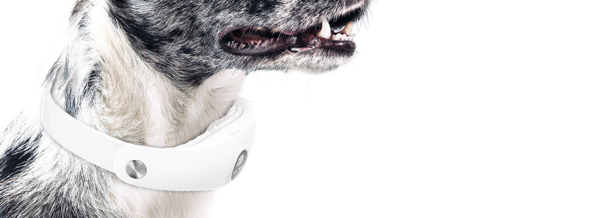 Pet，Smart collar，location，Health monitoring，science and technology，