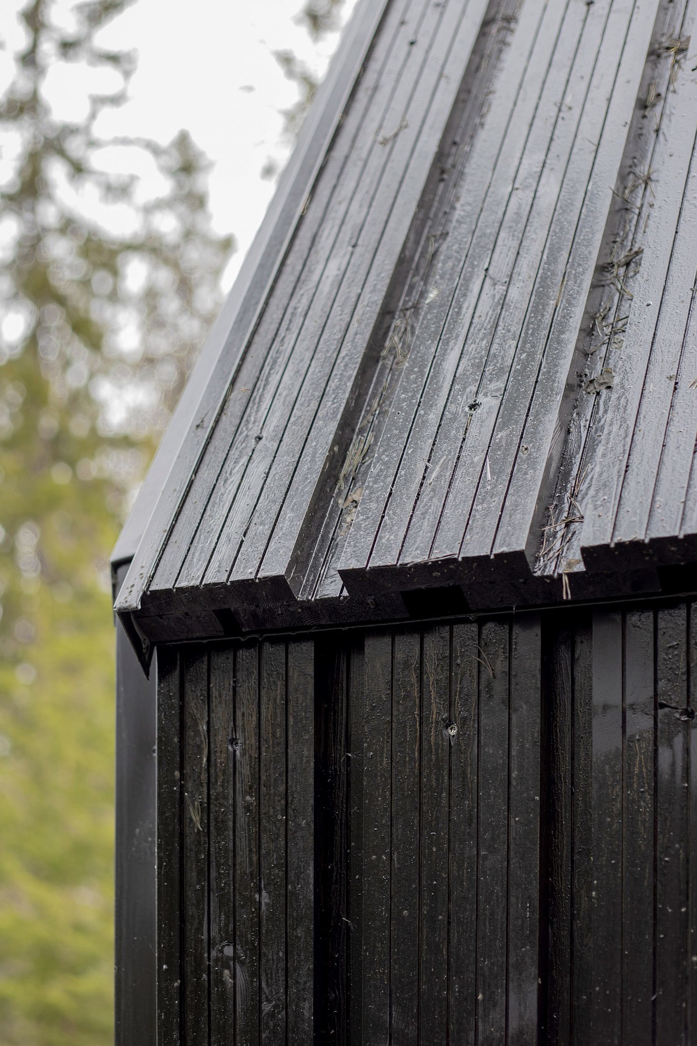 church，wedding，wood，woodland，