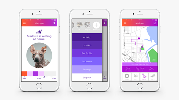 Pets，intelligence，a collar for a horse，security，