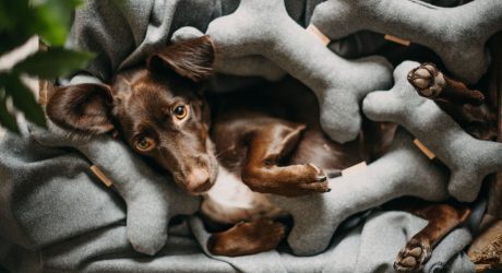 Pet accessories，tool kit，Safety belt，