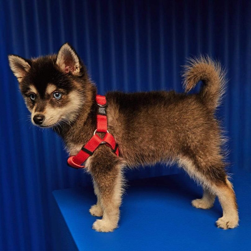 Pet accessories，tool kit，Safety belt，