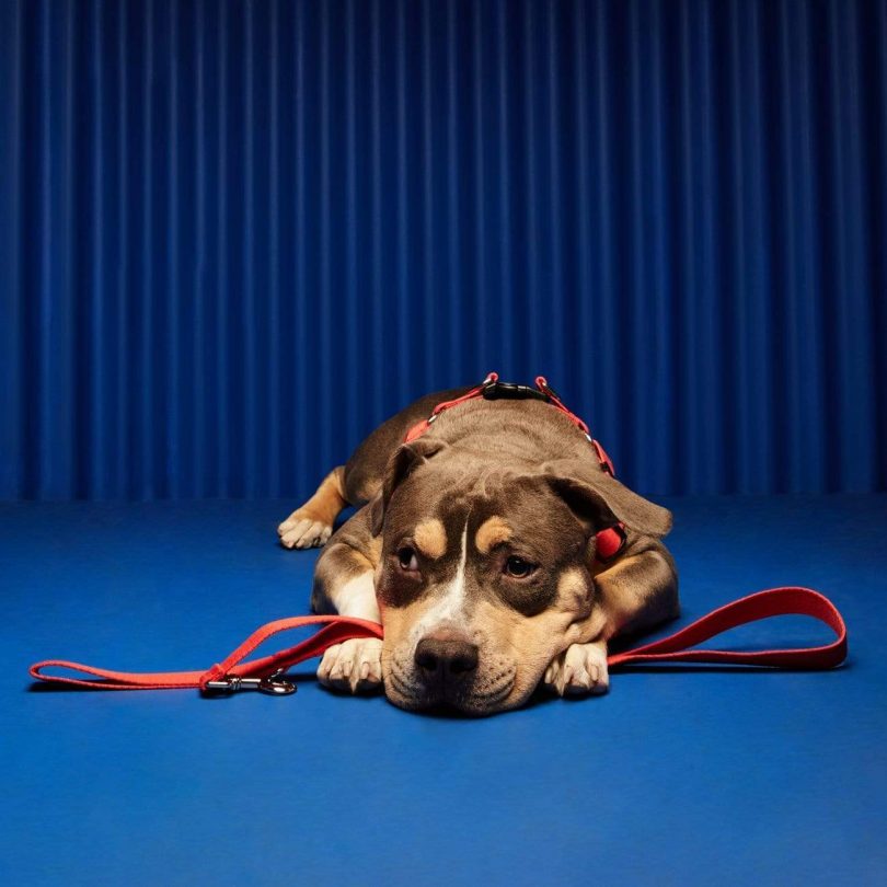 Pet accessories，tool kit，Safety belt，