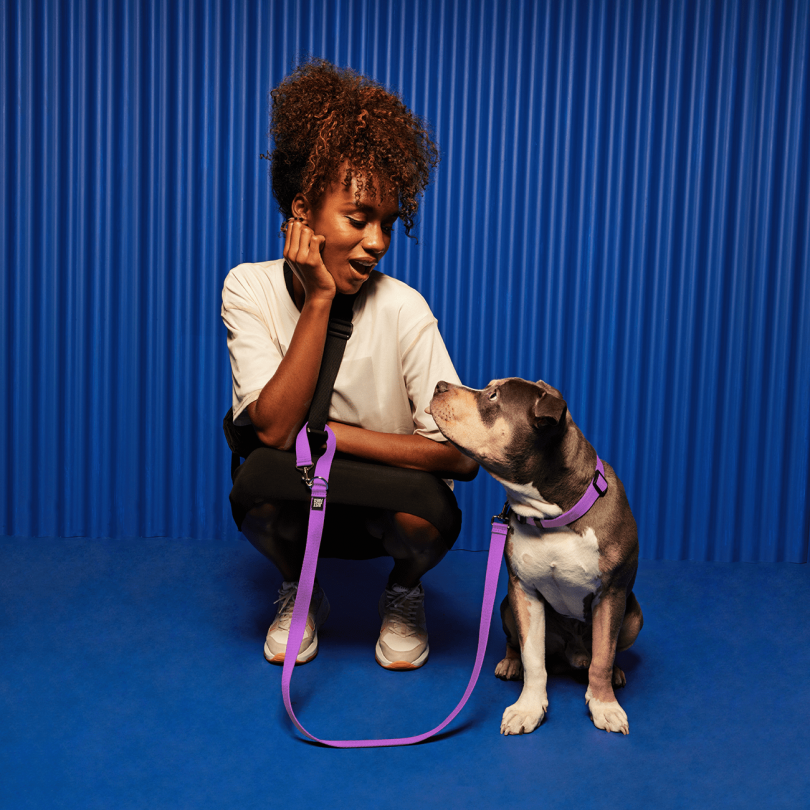 Pet accessories，tool kit，Safety belt，