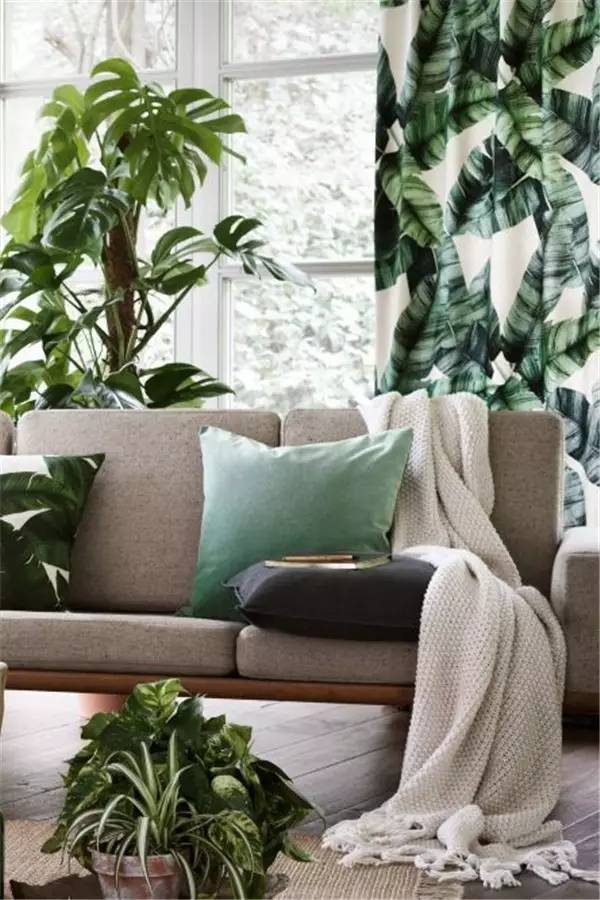 Soft outfit，indoor，Plant elements，natural，