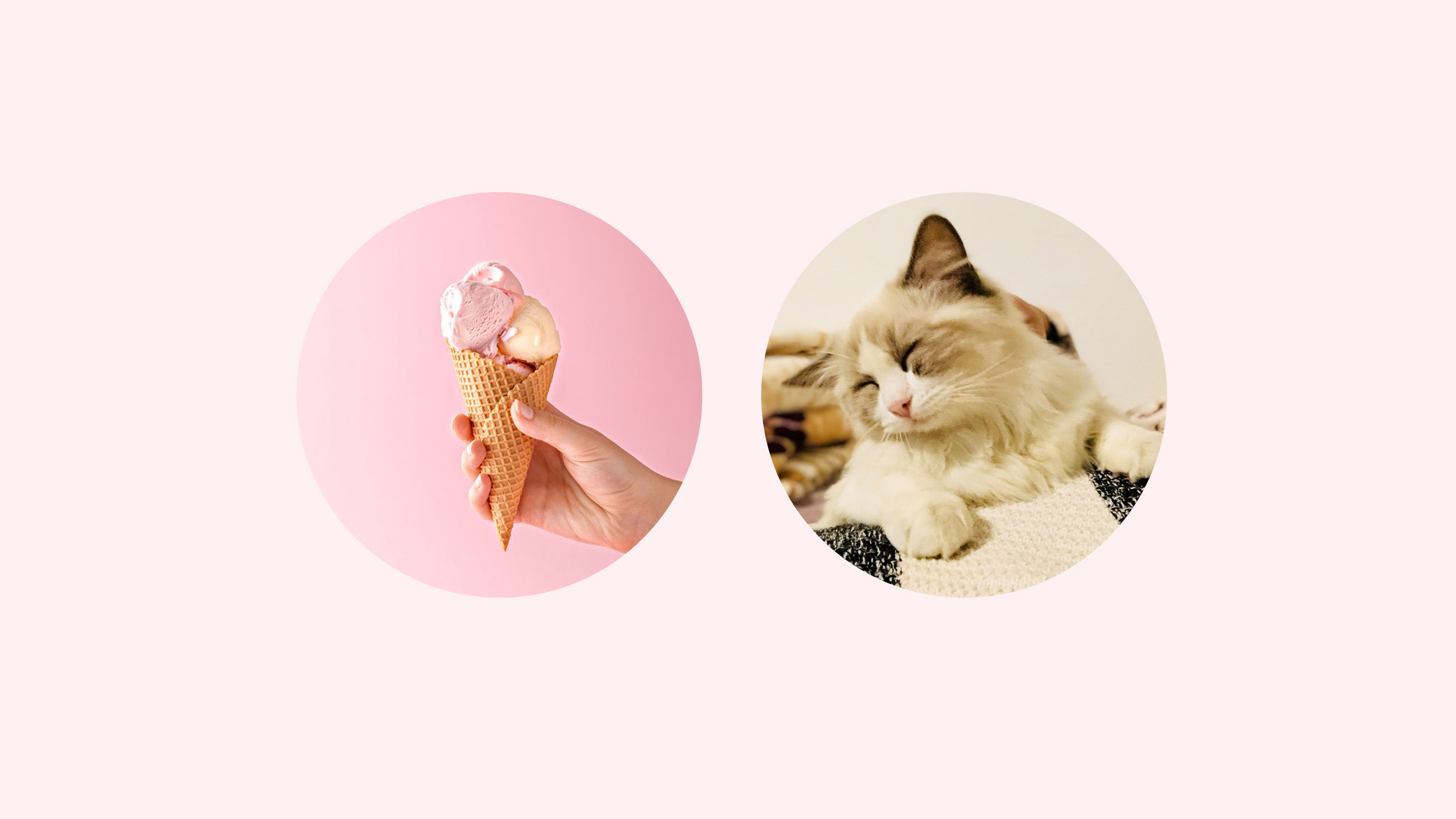 Fan，Sweet cone，cat，lovely，sinzyuan，