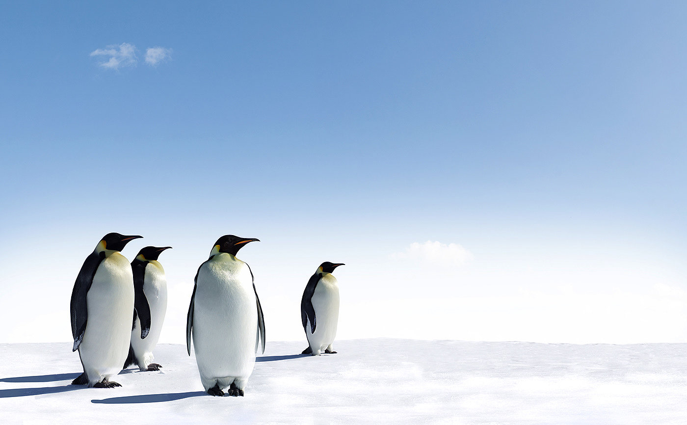 environmental pollution，global warming，animal protection ，Penguin Family toys，