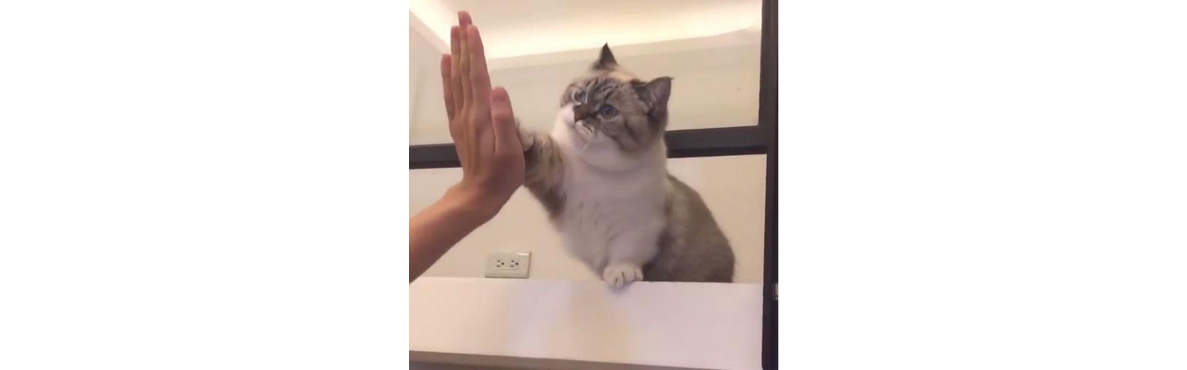 cute pet，lovely，household electrical appliances，