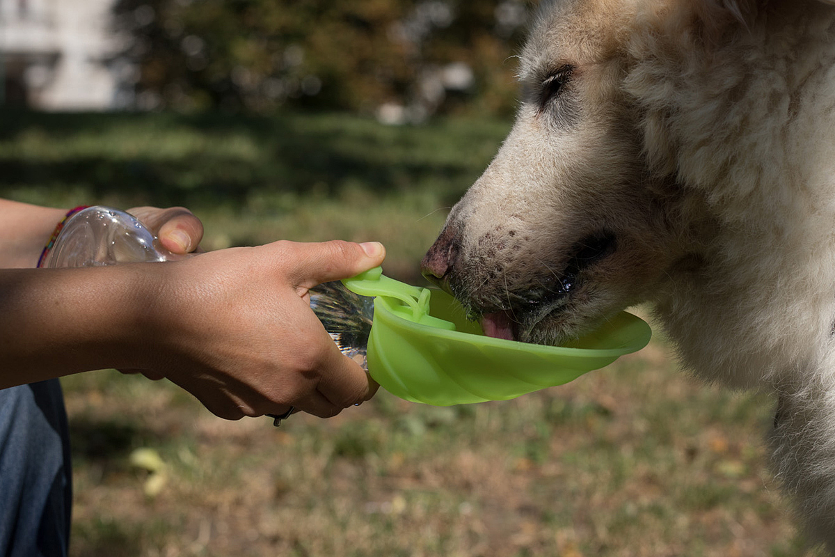 Pets，Portable，drinking water，product design，